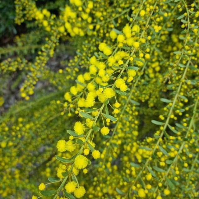 Acacia acinacea — flower