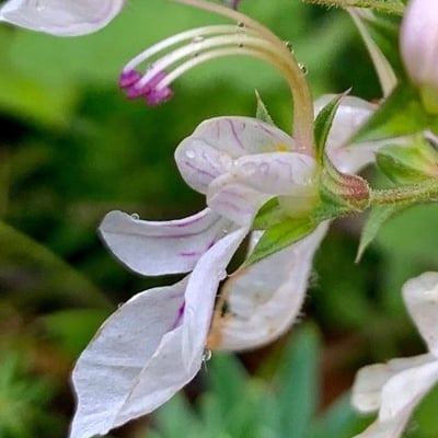 Teucrium pseudochamaepitys — flower