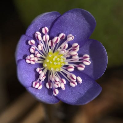 Hepatica nobilis — flower