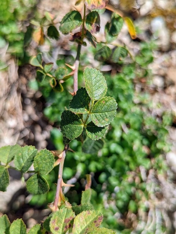 Rosa pulverulenta