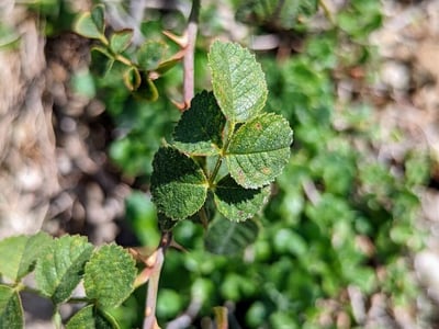 Rosa pulverulenta