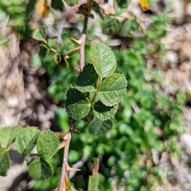 Rosa pulverulenta