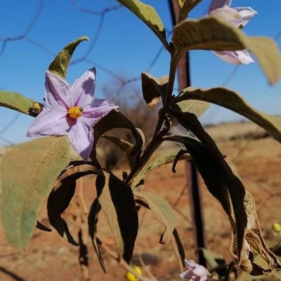Solanum elaeagnifolium — flower