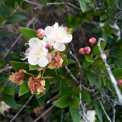Myrtus communis — flower