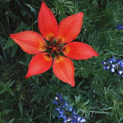 Lilium philadelphicum — flower