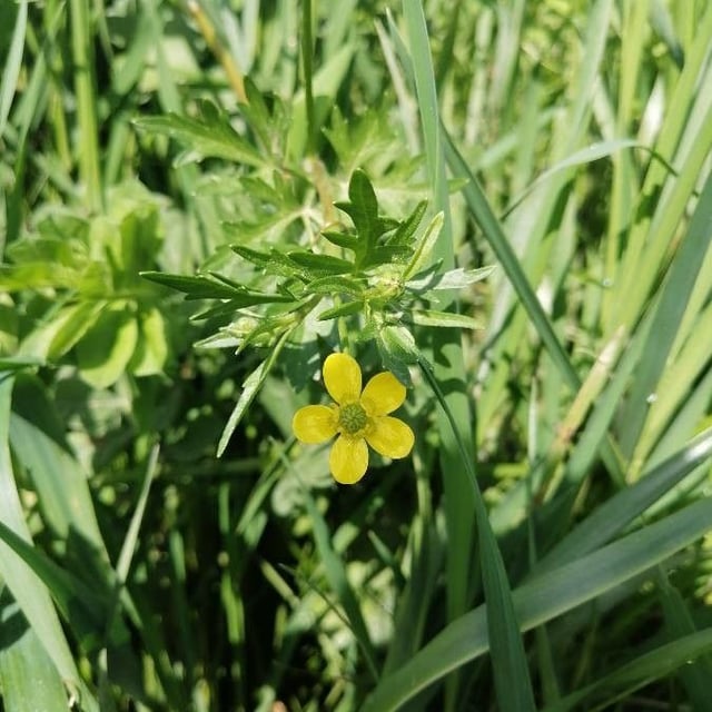 Ranunculus trilobus — flower