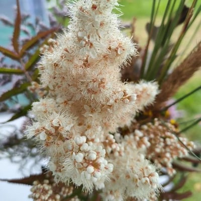 Sorbaria kirilowii — flower