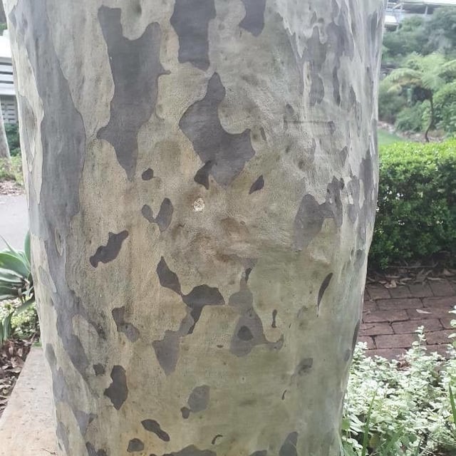 Eucalyptus saligna — bark