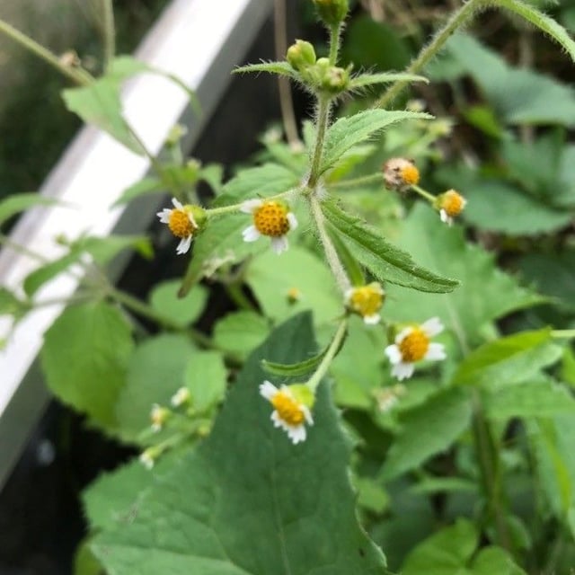 Galinsoga quadriradiata — flower