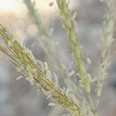Dichanthium annulatum — flower