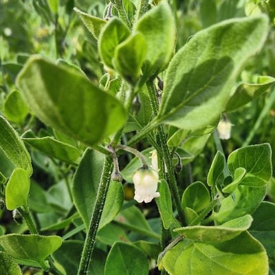 Salpichroa origanifolia — flower