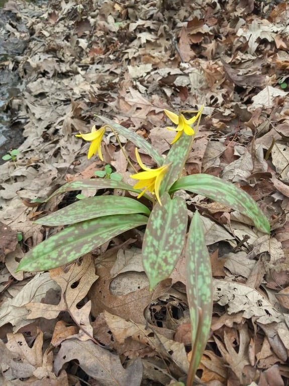 Trout-lily