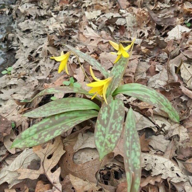 Erythronium americanum — flower