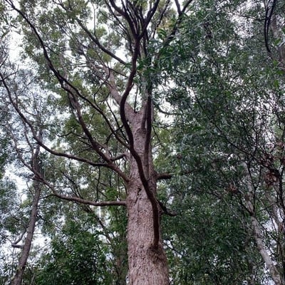 Corymbia intermedia — bark