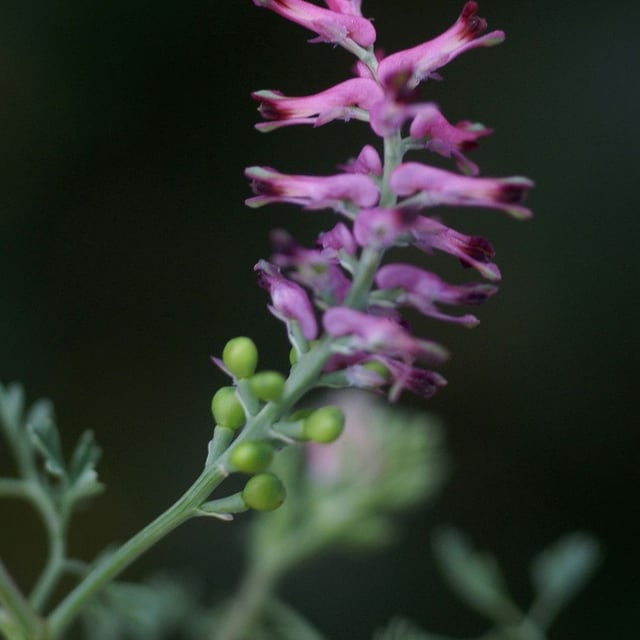 Fumaria vaillantii — flower