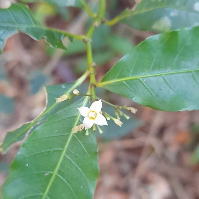 Psychotria leiocarpa — flower