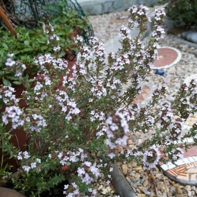 Thymus vulgaris — flower