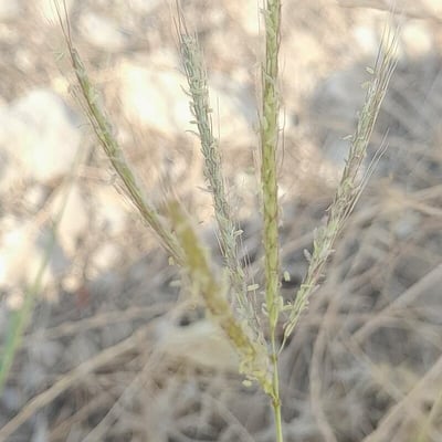Dichanthium annulatum — flower