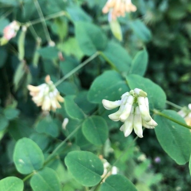 Vicia pisiformis — flower