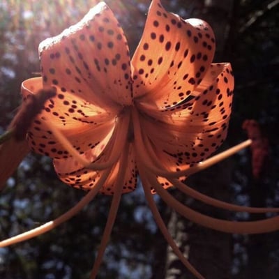 Lilium lancifolium — flower