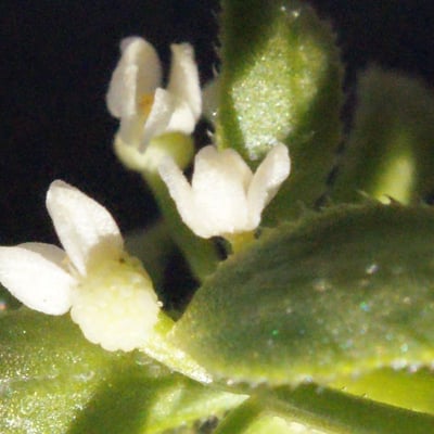 Galium verrucosum — flower