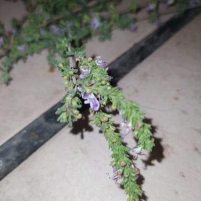 Satureja cuneifolia — flower