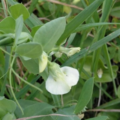 Lathyrus ochrus — flower