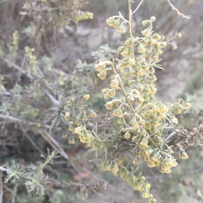 Artemisia californica — flower