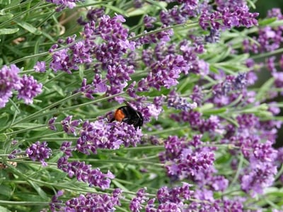 Lavender