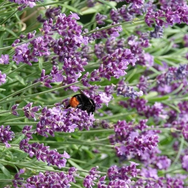 Lavender