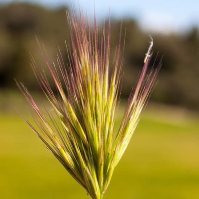 Bromus madritensis — flower