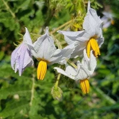Solanum sisymbriifolium — flower