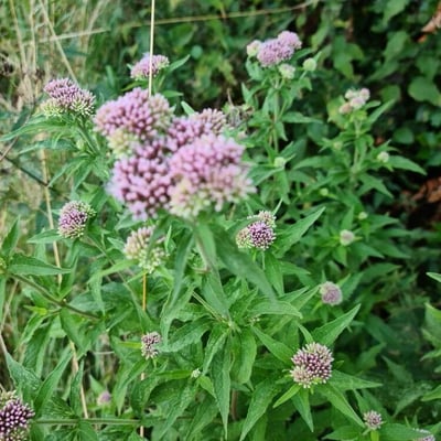Eupatorium lindleyanum — flower