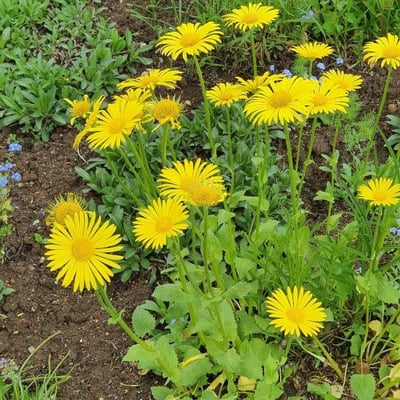 Doronicum plantagineum — flower