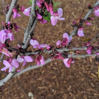 Cercis canadensis — flower