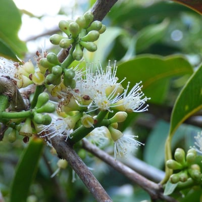 Syzygium cumini — flower