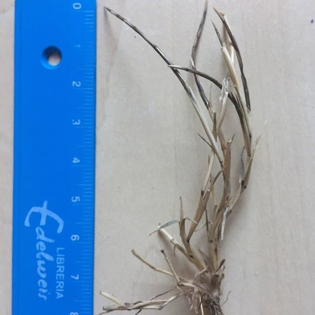Parapholis incurva — flower