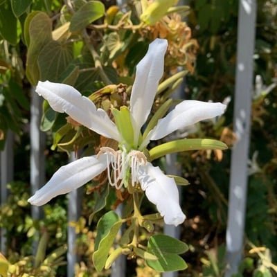 Bauhinia forficata — flower