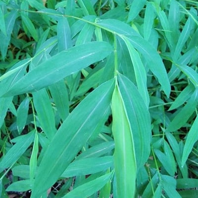Microstegium vimineum — leaf