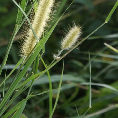 Cenchrus purpureus — flower
