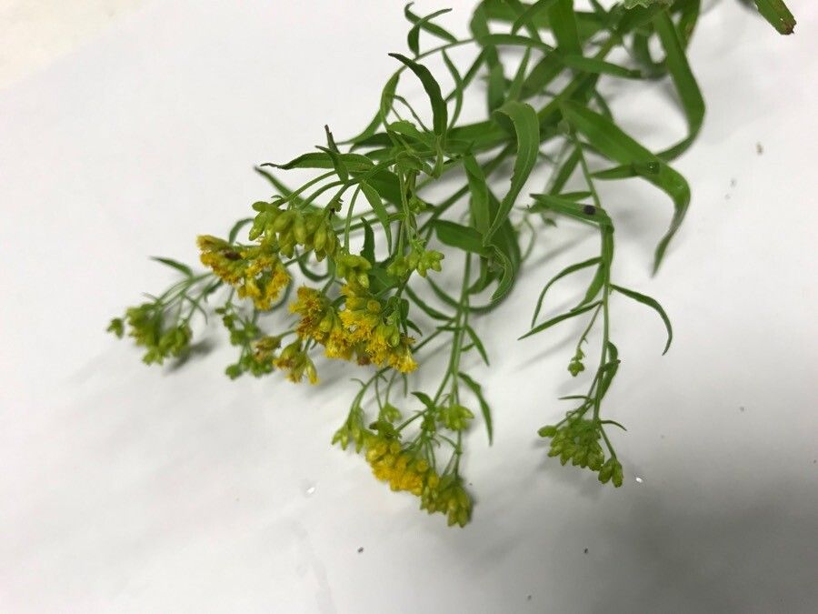 Common goldentop