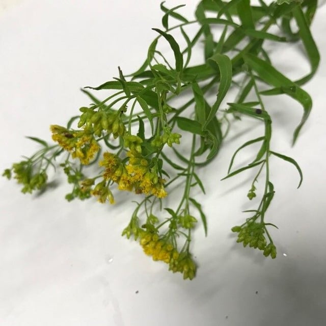 Euthamia graminifolia — flower