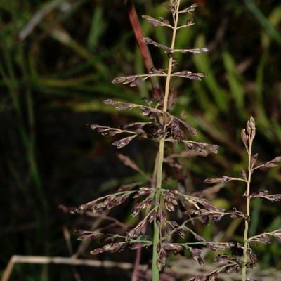 Catabrosa aquatica — flower