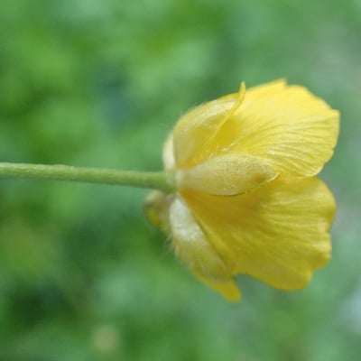Ranunculus aduncus — flower