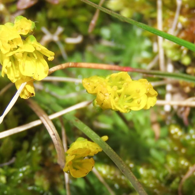 Draba aizoides — flower