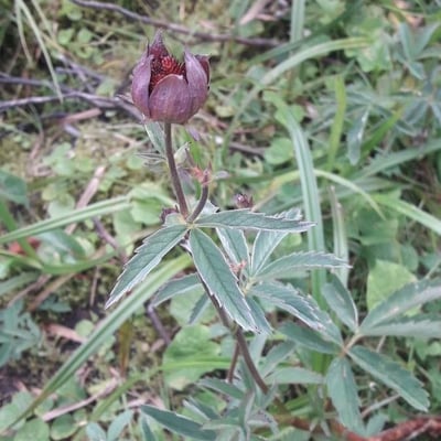Comarum palustre — flower