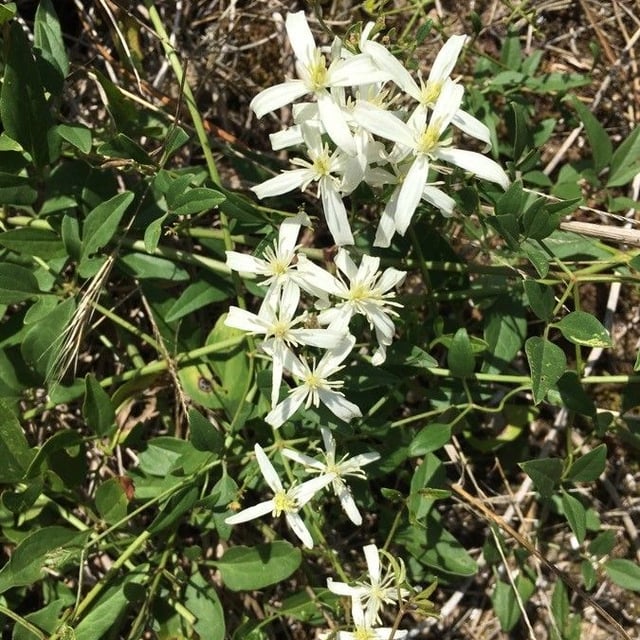 Clematis flammula — flower