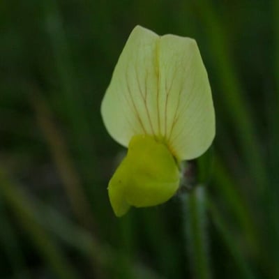 Lotus maritimus — flower