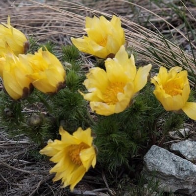 Adonis vernalis — flower