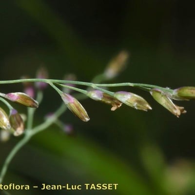 Catabrosa aquatica — flower